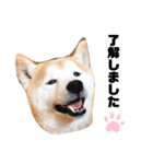 柴犬チロの1日（個別スタンプ：7）