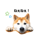 柴犬チロの1日（個別スタンプ：8）
