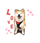 柴犬チロの1日（個別スタンプ：9）