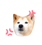 柴犬チロの1日（個別スタンプ：10）