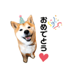 柴犬チロの1日（個別スタンプ：11）