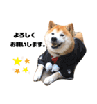 柴犬チロの1日（個別スタンプ：12）