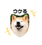 柴犬チロの1日（個別スタンプ：13）