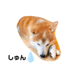 柴犬チロの1日（個別スタンプ：17）