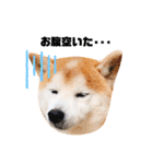 柴犬チロの1日（個別スタンプ：19）