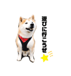 柴犬チロの1日（個別スタンプ：20）