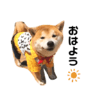 柴犬チロの1日（個別スタンプ：22）