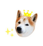 柴犬チロの1日（個別スタンプ：23）