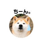 柴犬チロの1日（個別スタンプ：24）