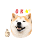 柴犬チロの1日（個別スタンプ：25）