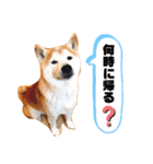 柴犬チロの1日（個別スタンプ：26）