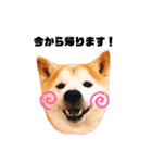 柴犬チロの1日（個別スタンプ：27）