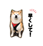 柴犬チロの1日（個別スタンプ：29）