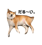 柴犬チロの1日（個別スタンプ：30）