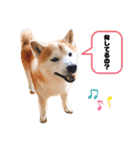 柴犬チロの1日（個別スタンプ：31）