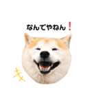 柴犬チロの1日（個別スタンプ：32）