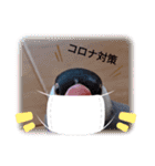 2020_文鳥（個別スタンプ：14）