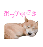 ラウ＆リッピー 2（個別スタンプ：10）