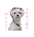 ラウ＆リッピー 2（個別スタンプ：18）