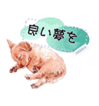 Cuteness of dogs（個別スタンプ：24）