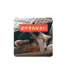 みんなのメイにゃん（個別スタンプ：1）