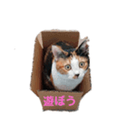 みんなのメイにゃん（個別スタンプ：4）