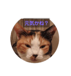 みんなのメイにゃん（個別スタンプ：5）