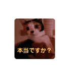 みんなのメイにゃん（個別スタンプ：7）