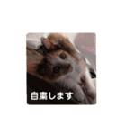 みんなのメイにゃん（個別スタンプ：9）