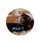 みんなのメイにゃん（個別スタンプ：10）