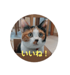 みんなのメイにゃん（個別スタンプ：11）