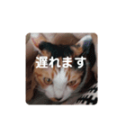 みんなのメイにゃん（個別スタンプ：13）