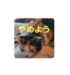 みんなのメイにゃん（個別スタンプ：14）