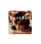 みんなのメイにゃん（個別スタンプ：16）