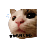 ネコのりゅうちゃん（個別スタンプ：4）