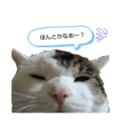 ネコのりゅうちゃん（個別スタンプ：5）