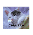 ネコのりゅうちゃん（個別スタンプ：8）