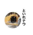 のぶの日常スタンプ（個別スタンプ：12）