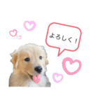 ゴールデンレトリバー パピースタンプ（個別スタンプ：3）