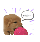 ゴールデンレトリバー パピースタンプ（個別スタンプ：11）