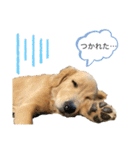ゴールデンレトリバー パピースタンプ（個別スタンプ：16）
