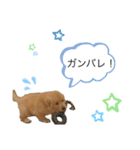 ゴールデンレトリバー パピースタンプ（個別スタンプ：20）