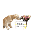 ゴールデンレトリバー パピースタンプ（個別スタンプ：30）