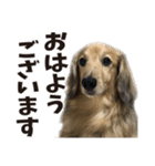 すえぞうの日常（個別スタンプ：1）