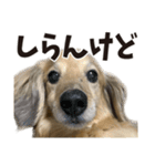 すえぞうの日常（個別スタンプ：16）