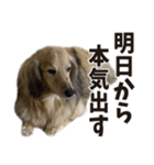 すえぞうの日常（個別スタンプ：20）