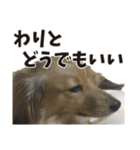 すえぞうの日常（個別スタンプ：35）
