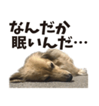 すえぞうの日常（個別スタンプ：36）