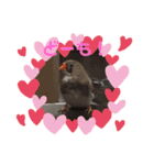 キンカチョウのPちゃんと仲間たち（個別スタンプ：6）