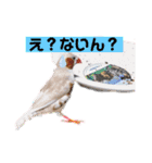 キンカチョウのPちゃんと仲間たち（個別スタンプ：7）